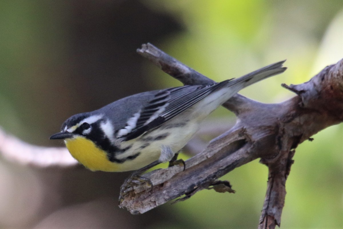 Yellow-throated Warbler (albilora) - John Groskopf