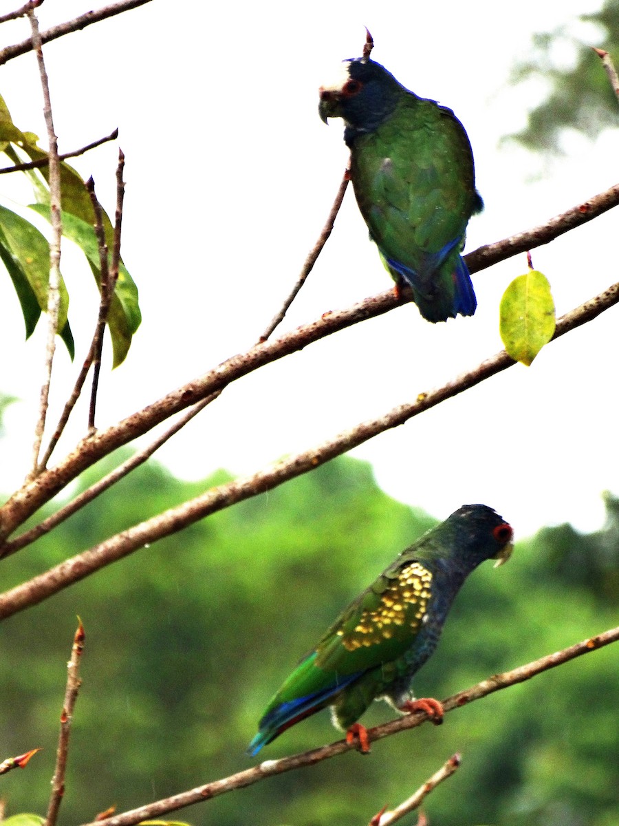 White-crowned Parrot - Paul Bartlett