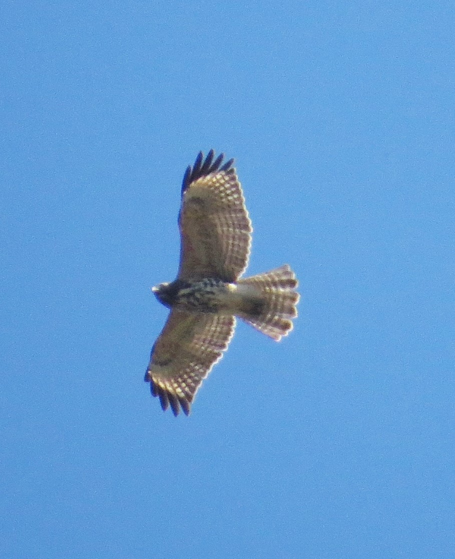 Red-shouldered Hawk - ML380631381