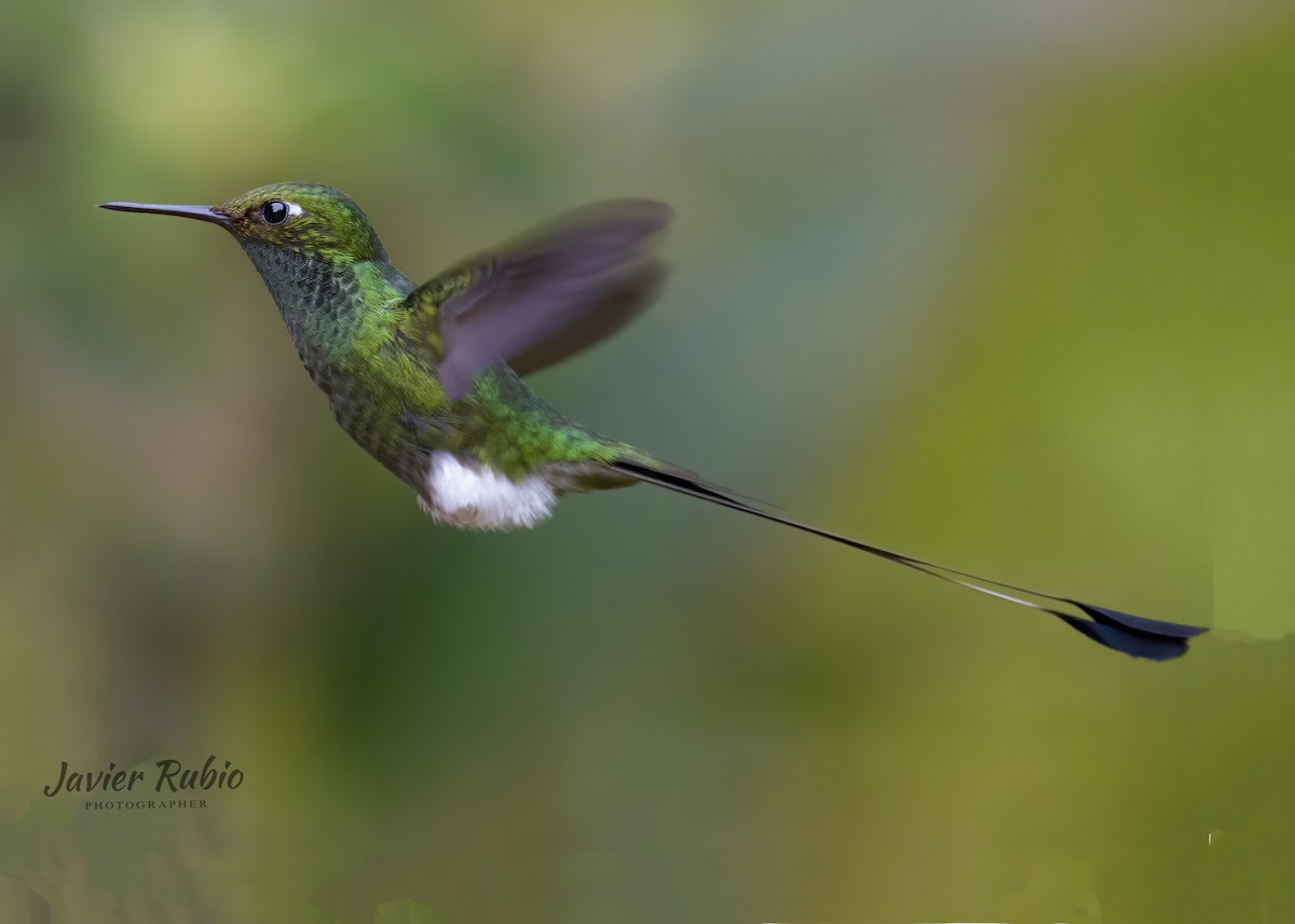 White-booted Racket-tail - JAVIER  Rubio