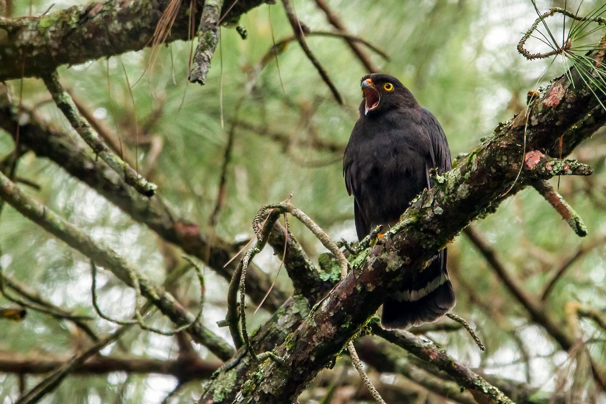 White-rumped Hawk - ML380632371