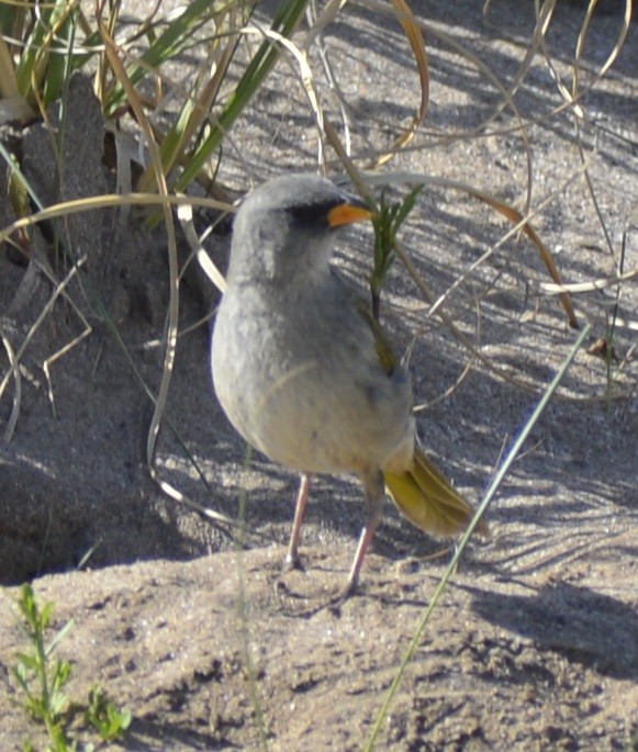 Great Pampa-Finch - Agustín Casale