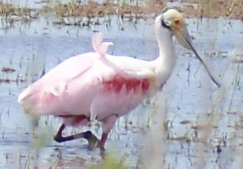 Roseate Spoonbill - ML380634351