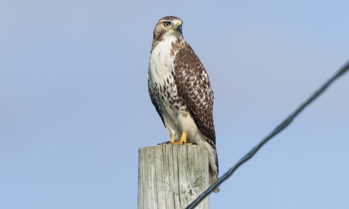 Rotschwanzbussard (borealis) - ML380634591