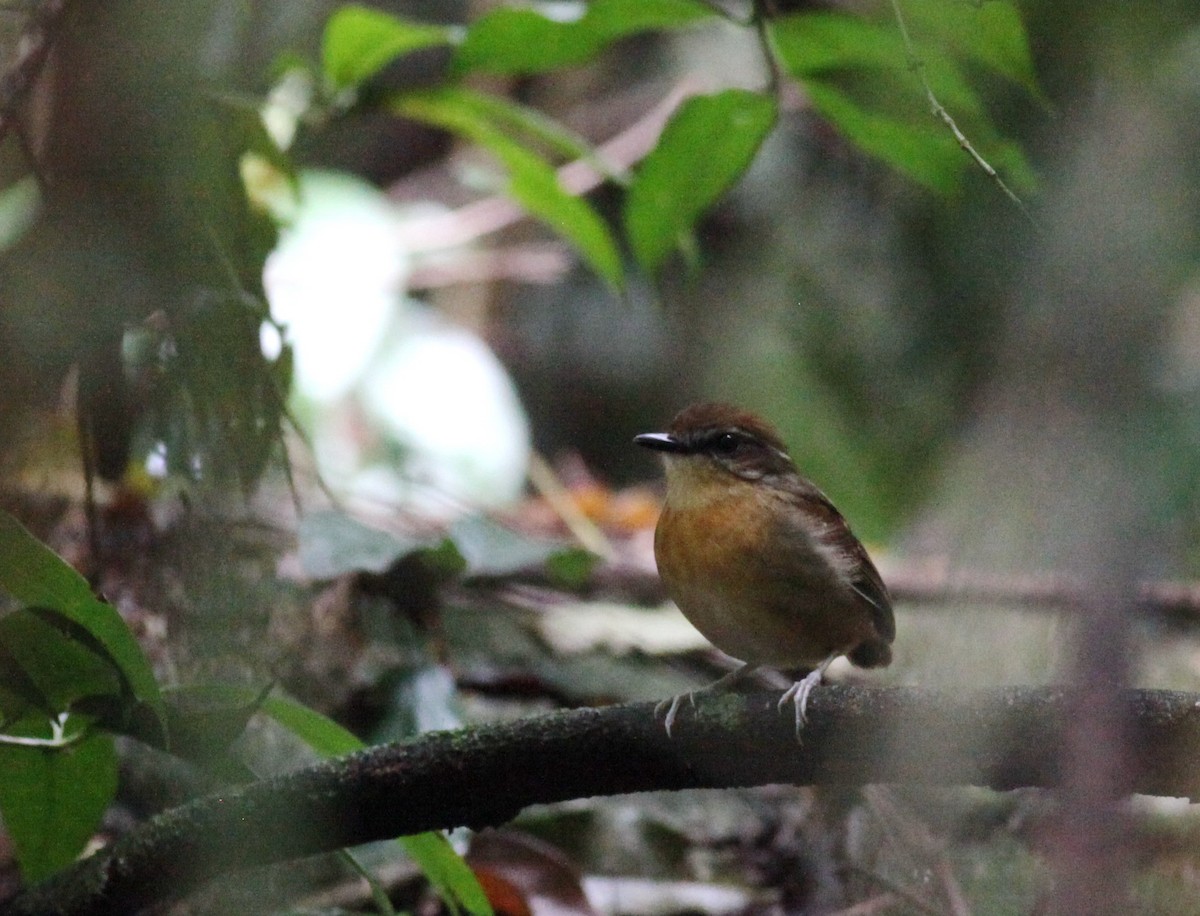 Black-cheeked Gnateater - ML38063581