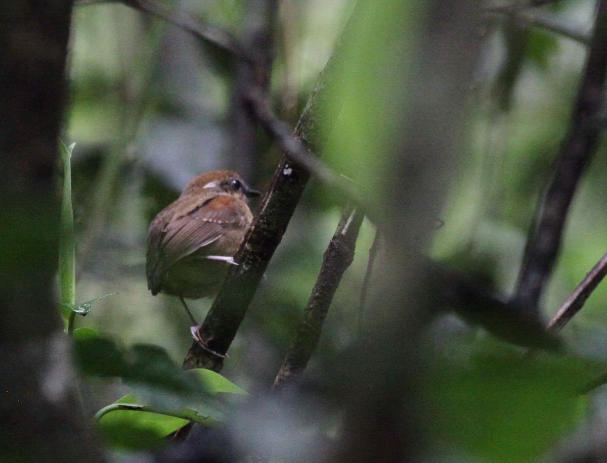 Black-cheeked Gnateater - ML38063591