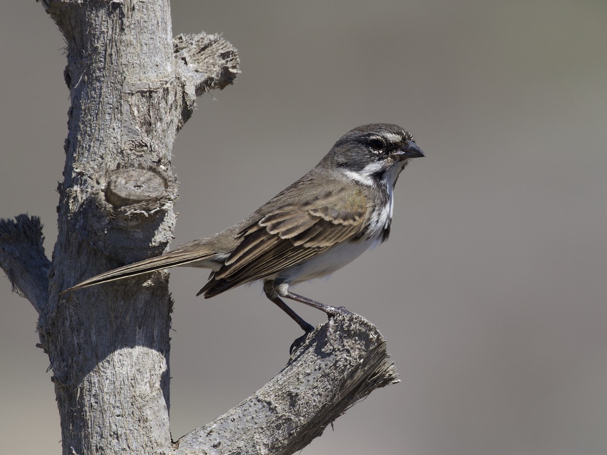 Bell's Sparrow (clementeae) - ML380637321