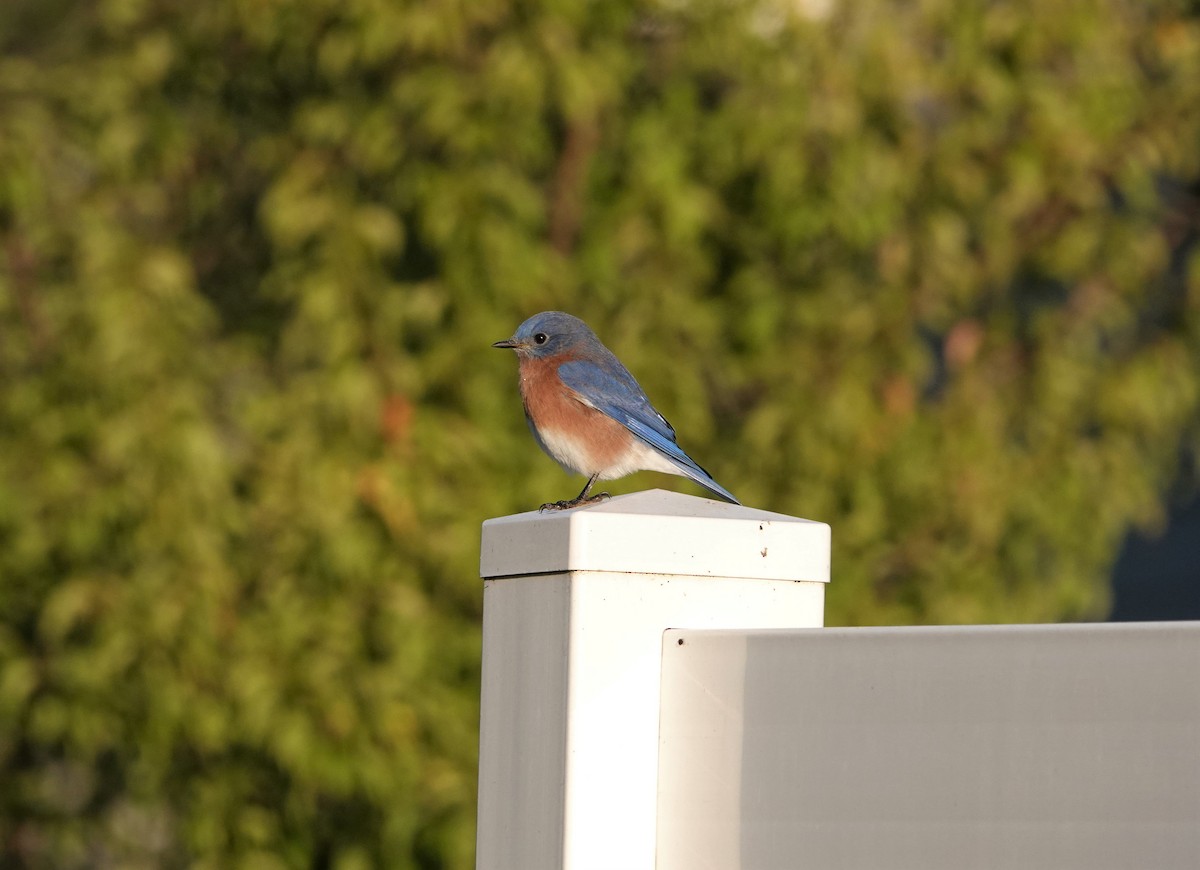 Eastern Bluebird - ML380637331