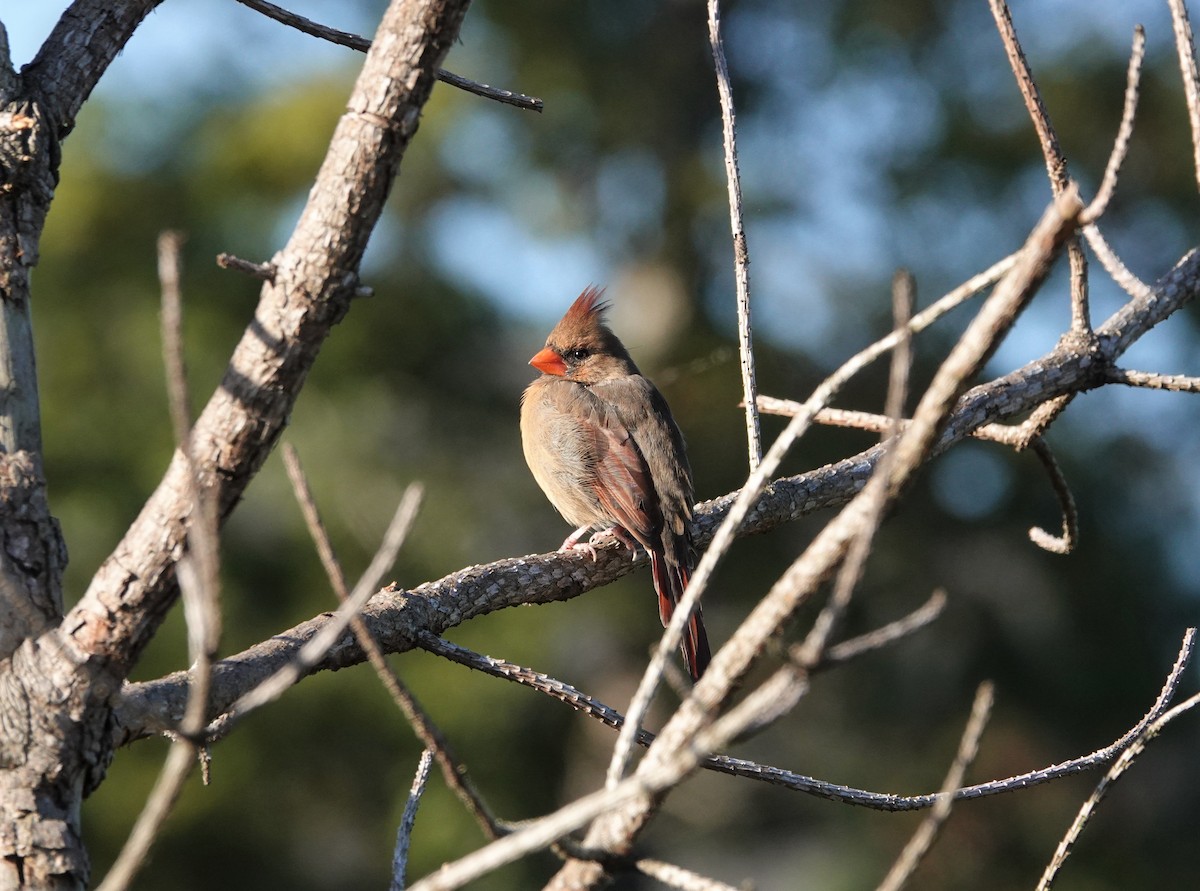 Northern Cardinal - ML380637671