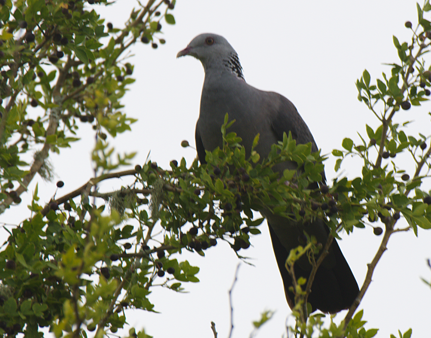 Nilgiri Wood-Pigeon - ML380637951