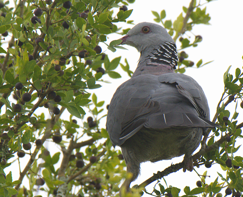 Nilgiri Wood-Pigeon - ML380637971
