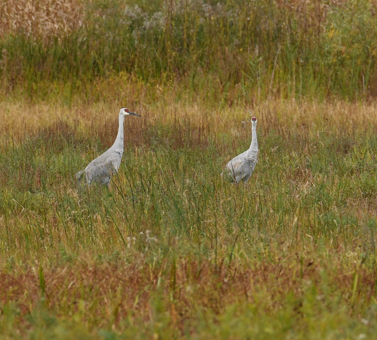 Sandhill Crane - Andrew Gaerte