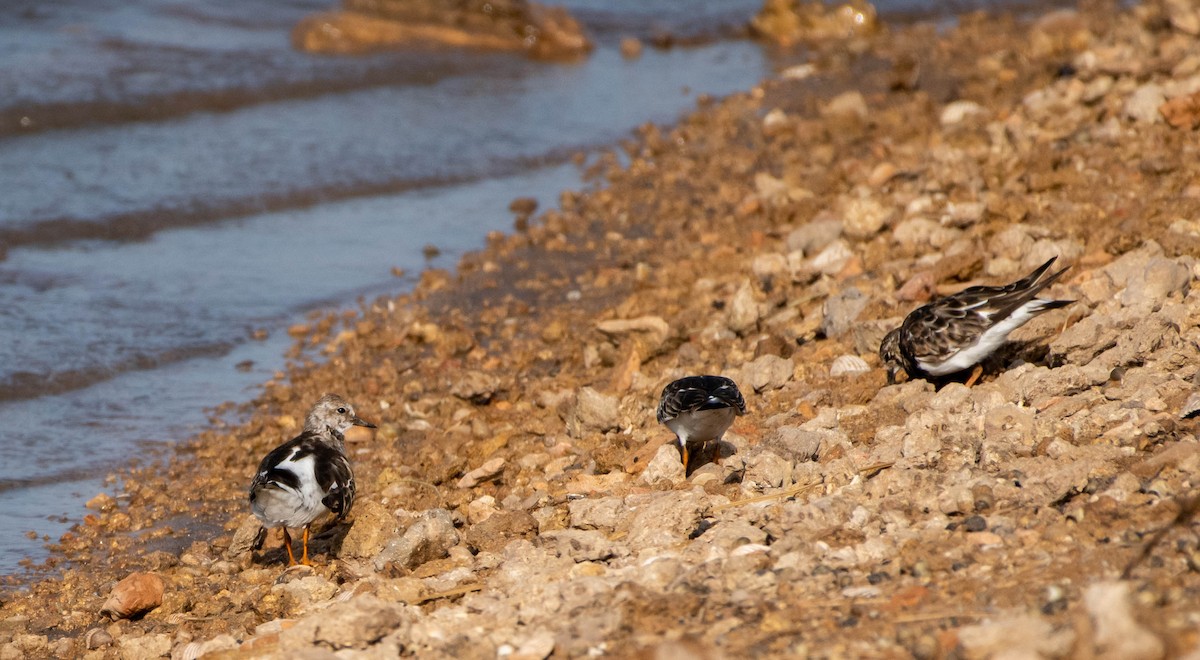 Ruddy Turnstone - ML380639441