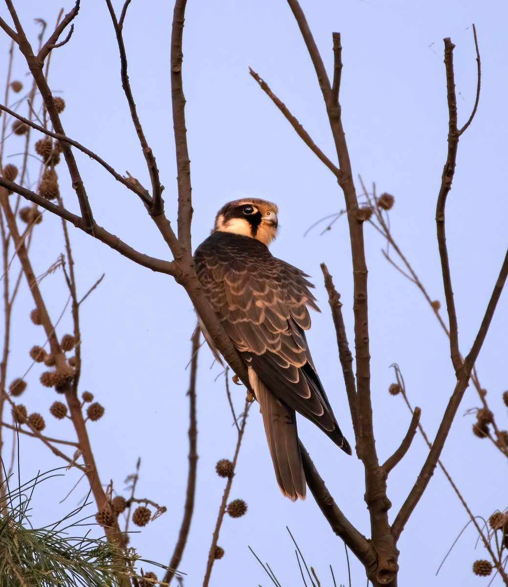 Eurasian Hobby - ML380639701