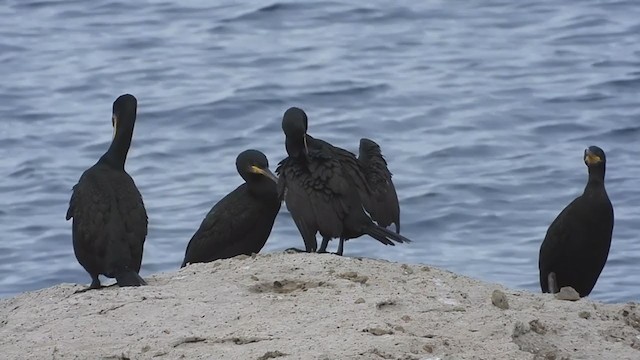 Cormorán Moñudo - ML380640421