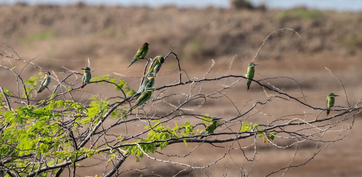 Blue-cheeked Bee-eater - ML380640501
