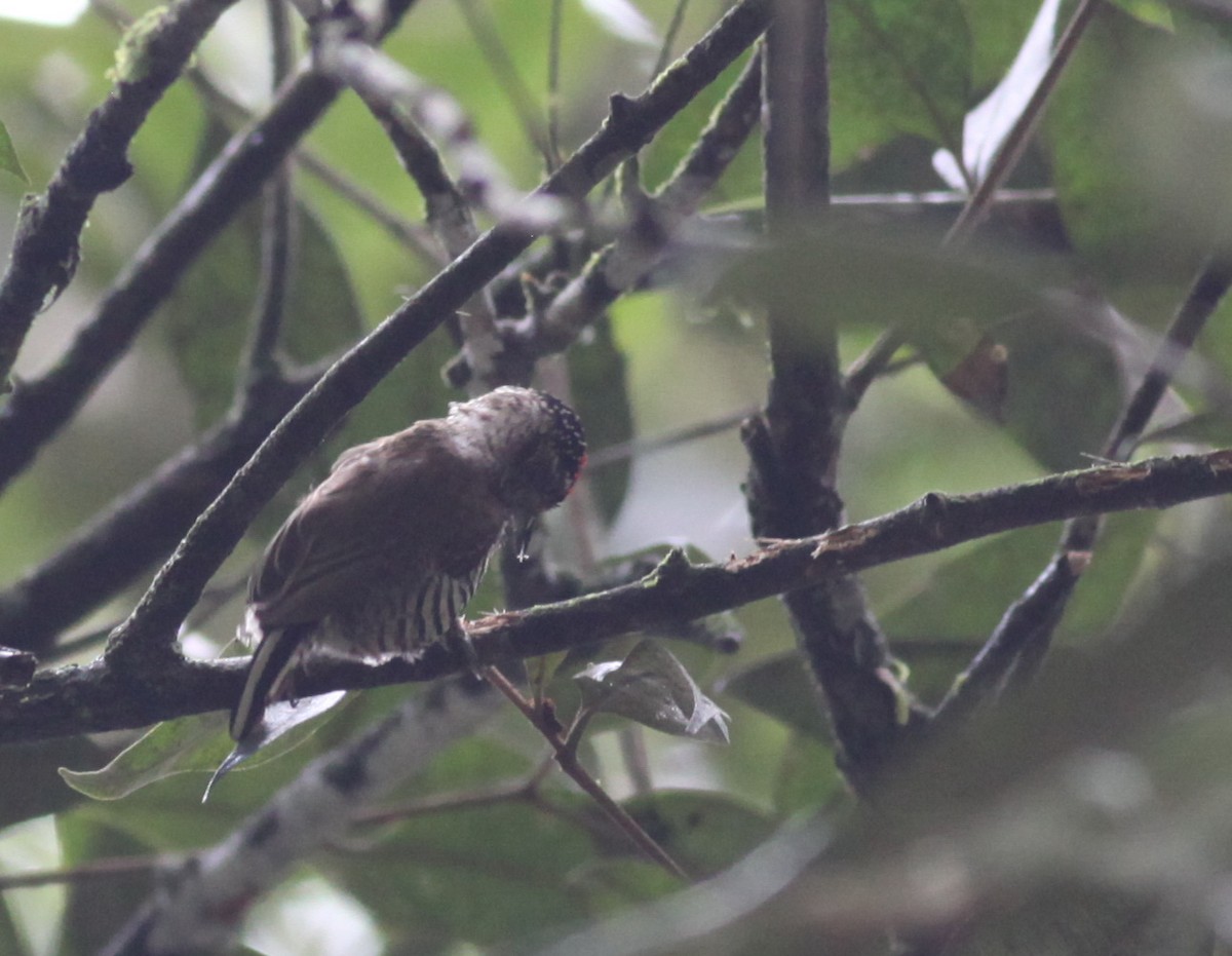 White-barred Piculet - Scott (瑞興) LIN(林)