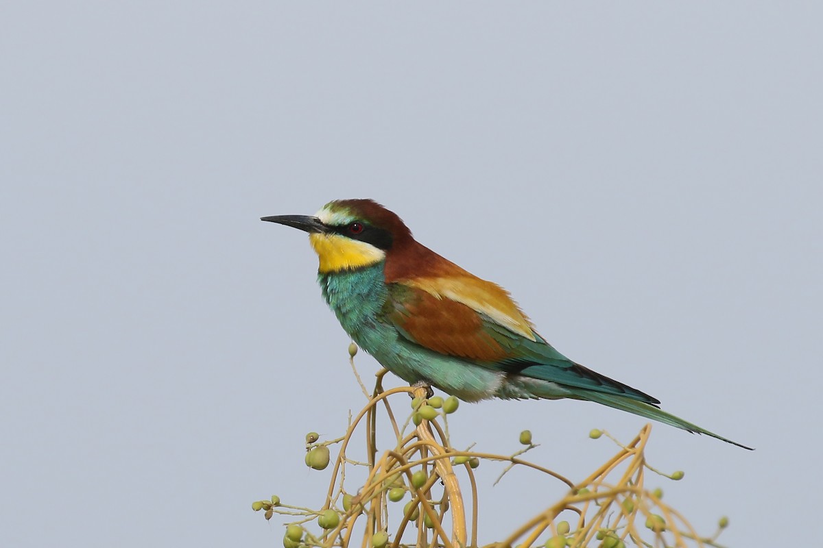 European Bee-eater - ML380642261
