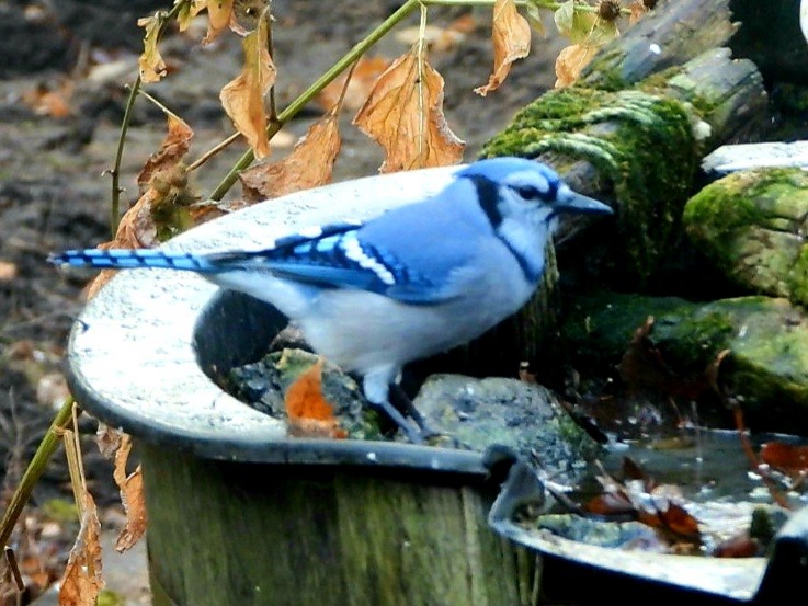 Blue Jay - ML380643121