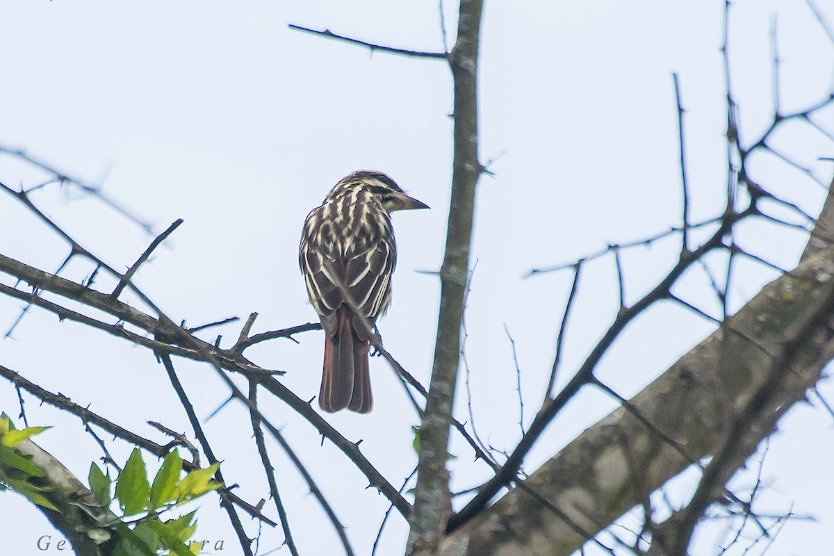 Streaked Flycatcher - ML38064481