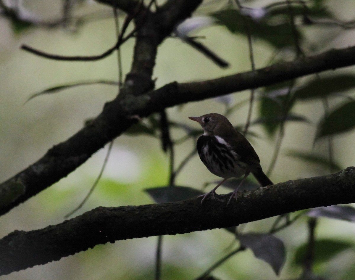 Southern Antpipit - ML38064501