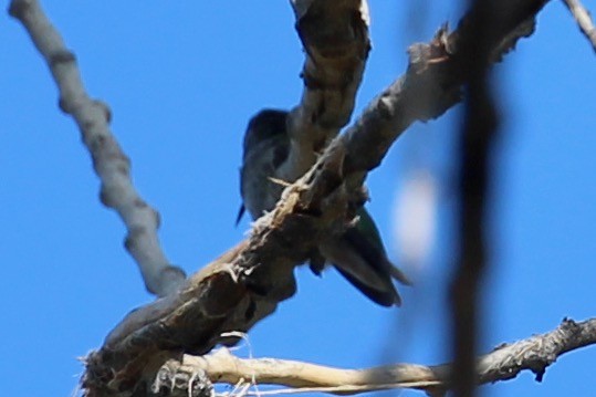 Anna's Hummingbird - ML380648031