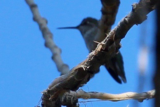 Anna's Hummingbird - ML380648041