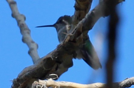 Anna's Hummingbird - ML380648051