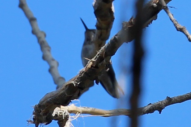 Anna's Hummingbird - ML380648061