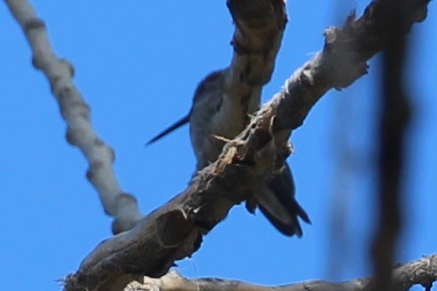 Anna's Hummingbird - ML380648081