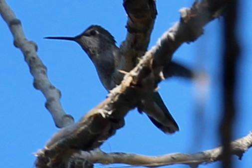 Anna's Hummingbird - ML380648111