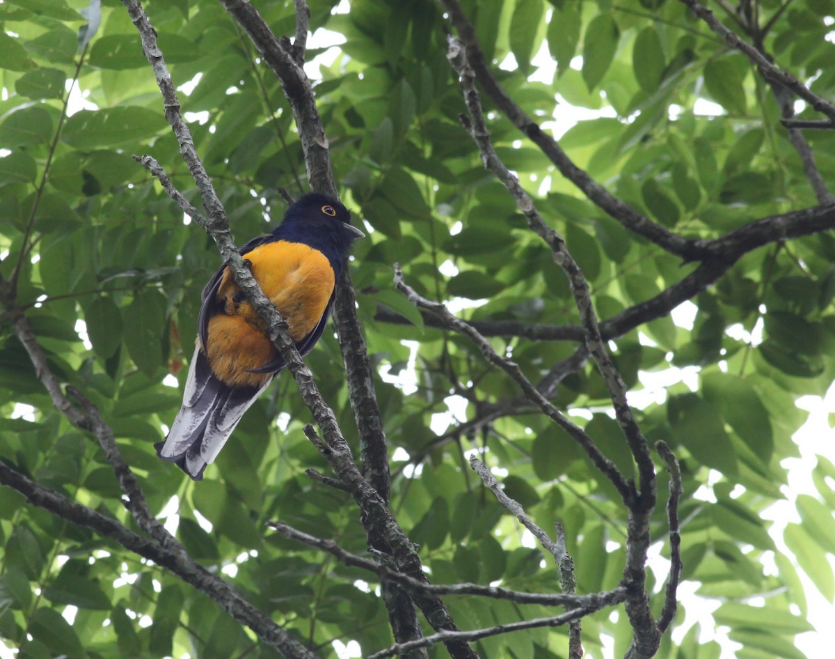 Trogon surucua (aurantius) - ML38064841