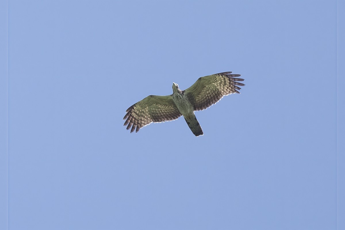 Oriental Honey-buzzard - ML380648671