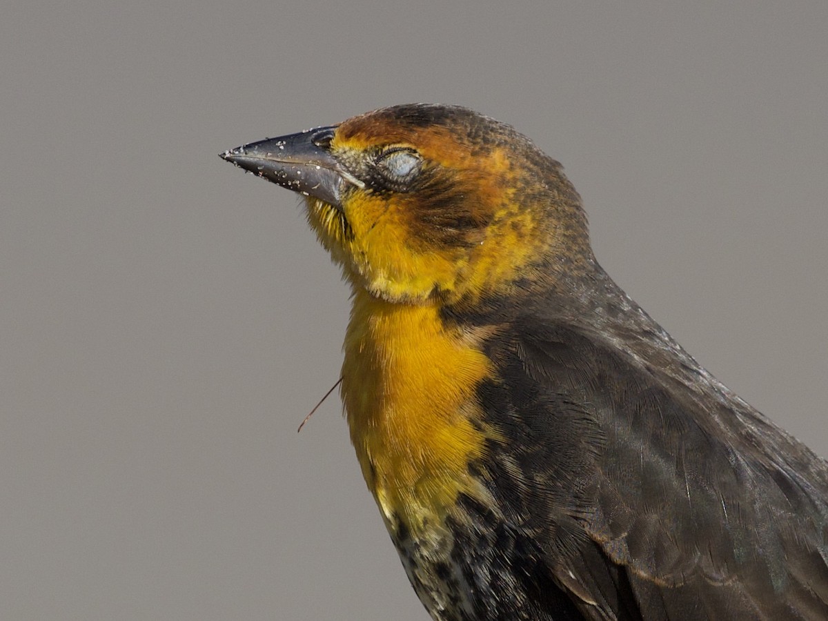 Yellow-headed Blackbird - Nicole Desnoyers