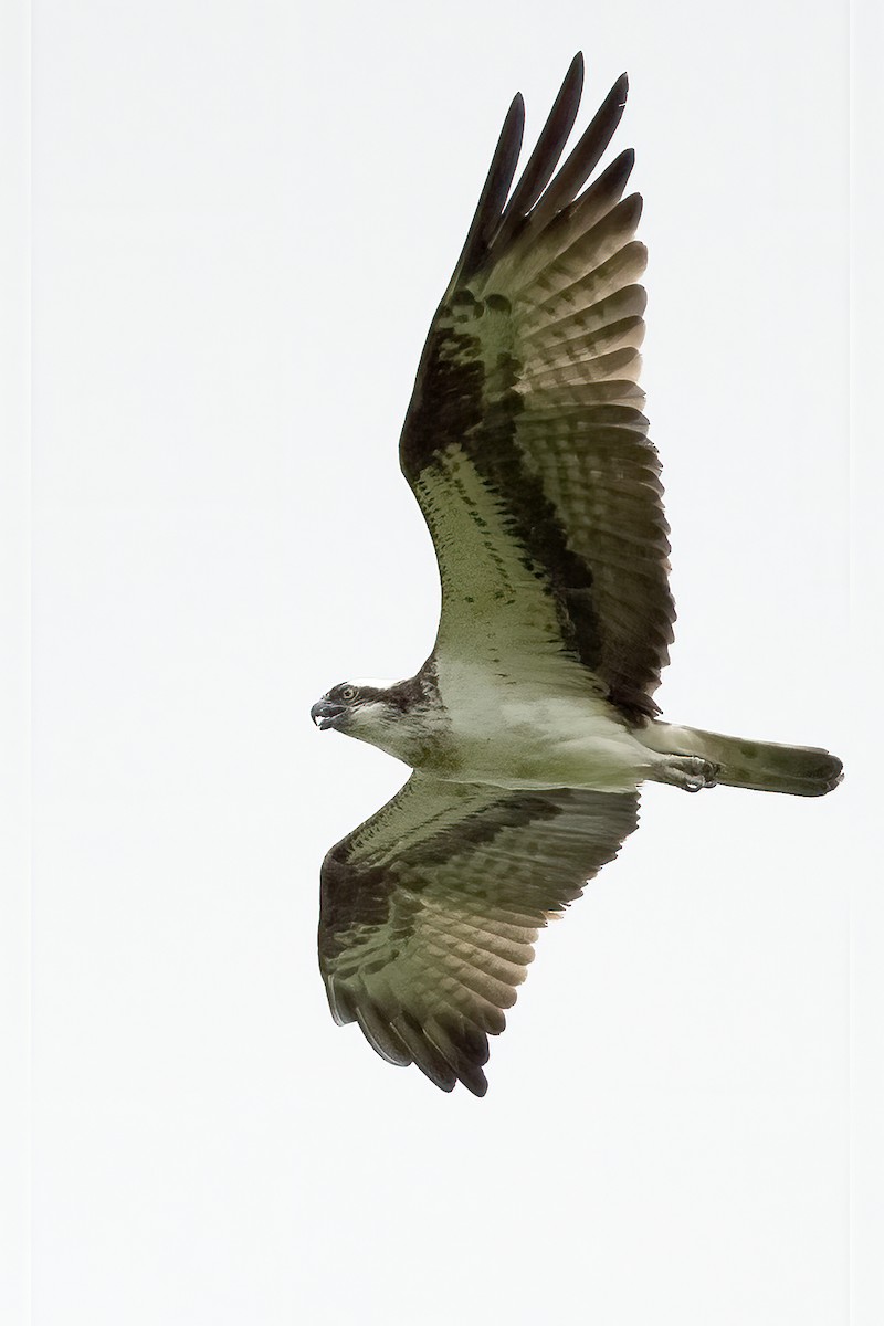 Osprey - ML380650521