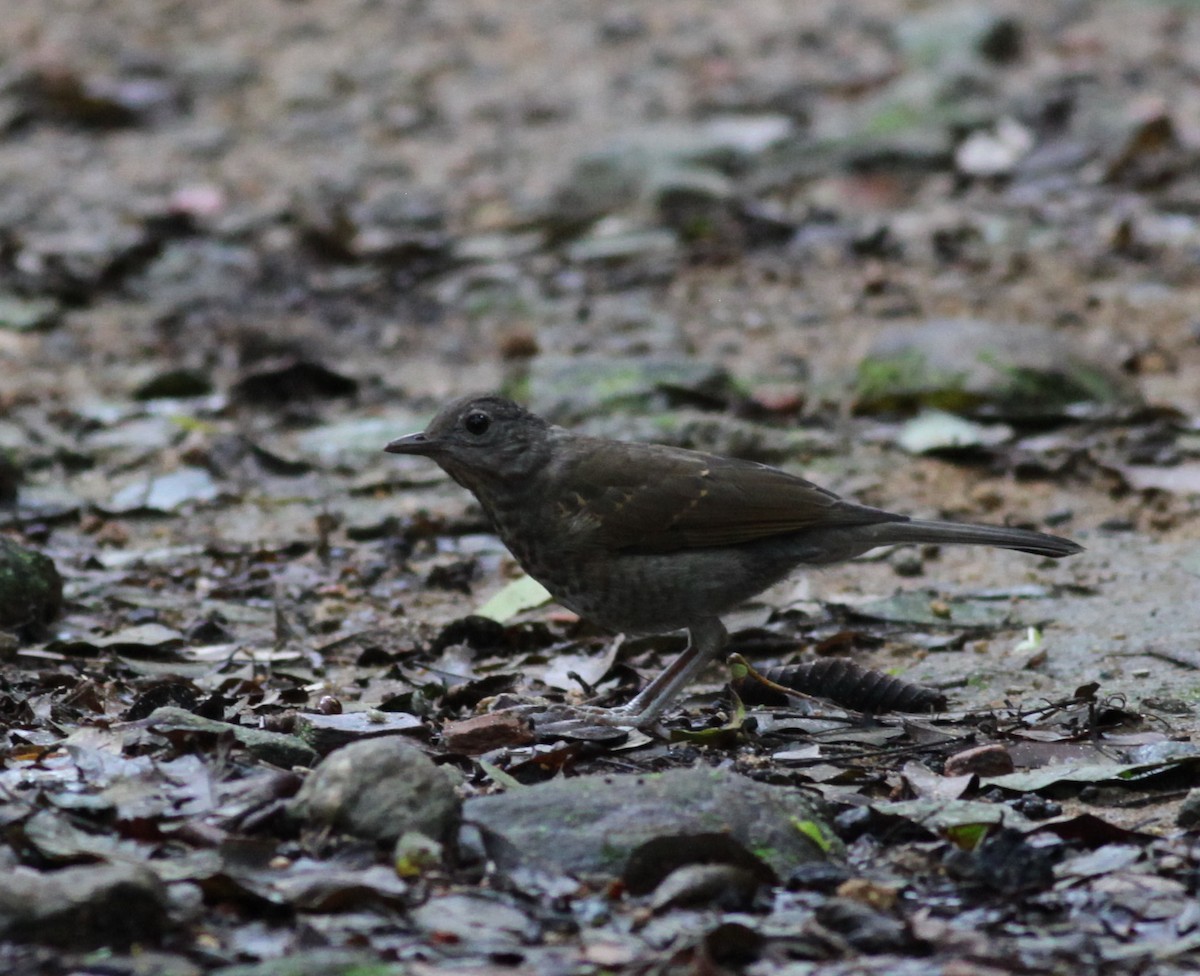 Pale-breasted Thrush - Scott (瑞興) LIN(林)