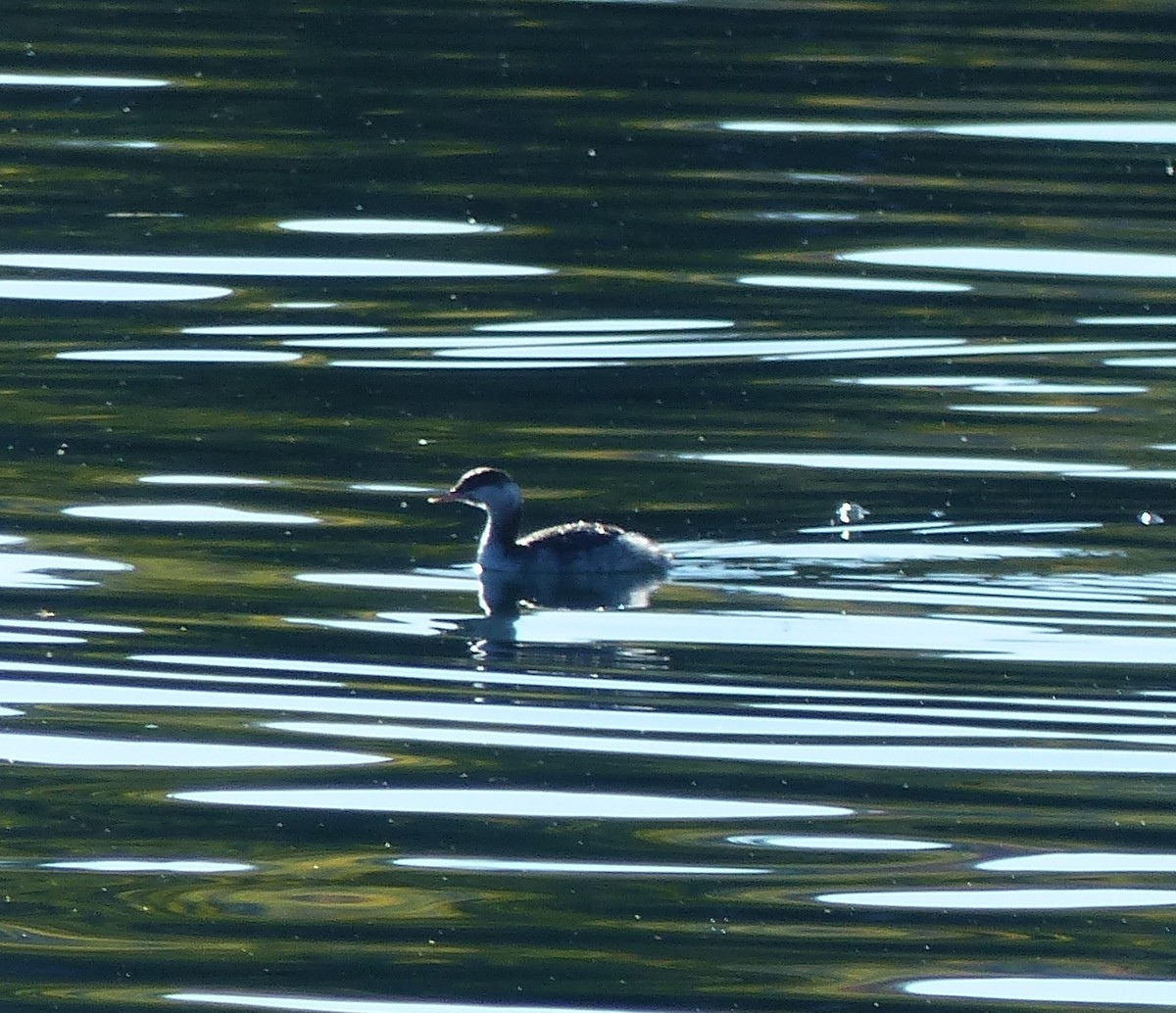 Horned Grebe - ML380651281