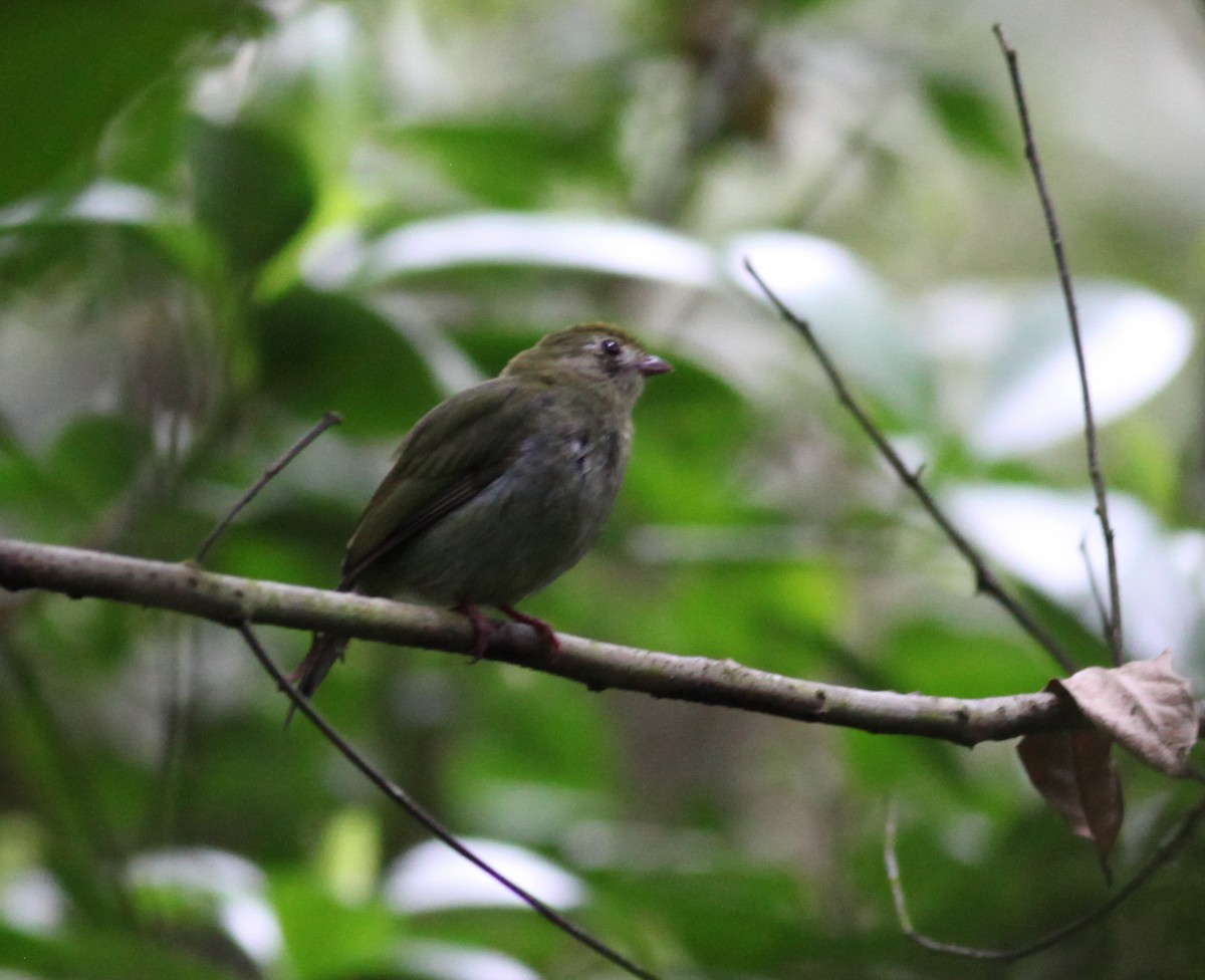 Swallow-tailed Manakin - ML38065271