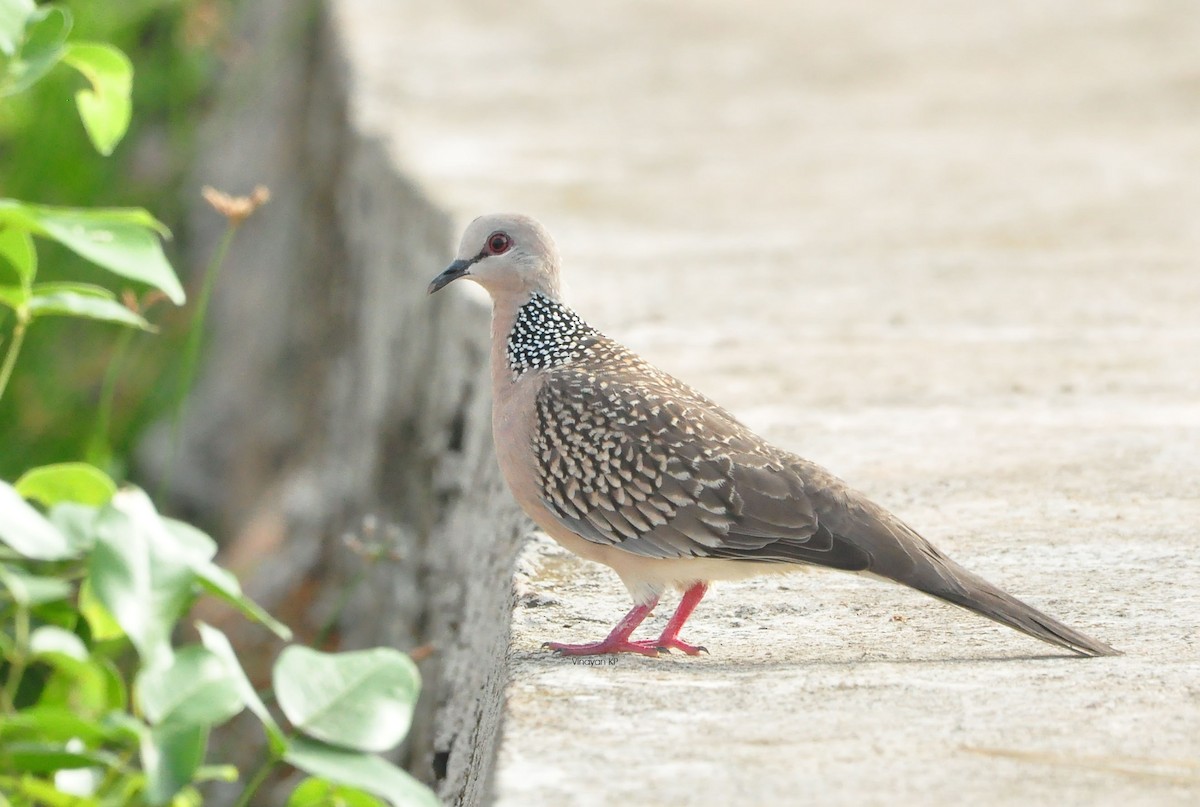 Spotted Dove - ML380653231