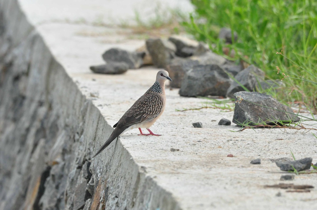 Spotted Dove - Vinayan K. P