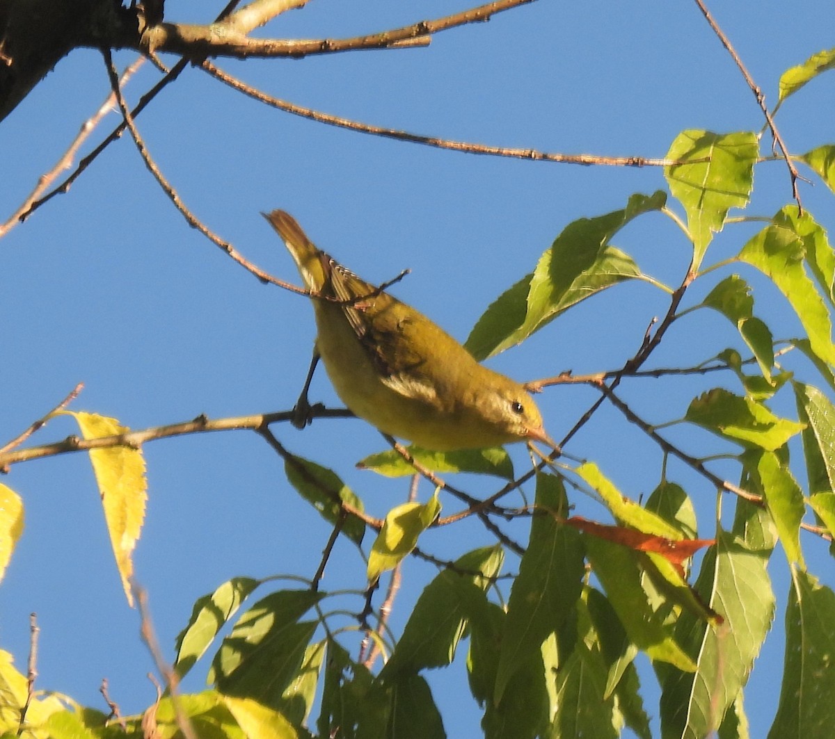 Tennessee Warbler - ML380654381