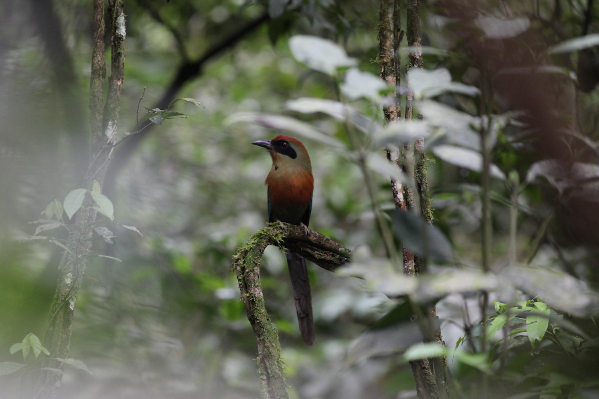 Rufous-capped Motmot - Scott (瑞興) LIN(林)