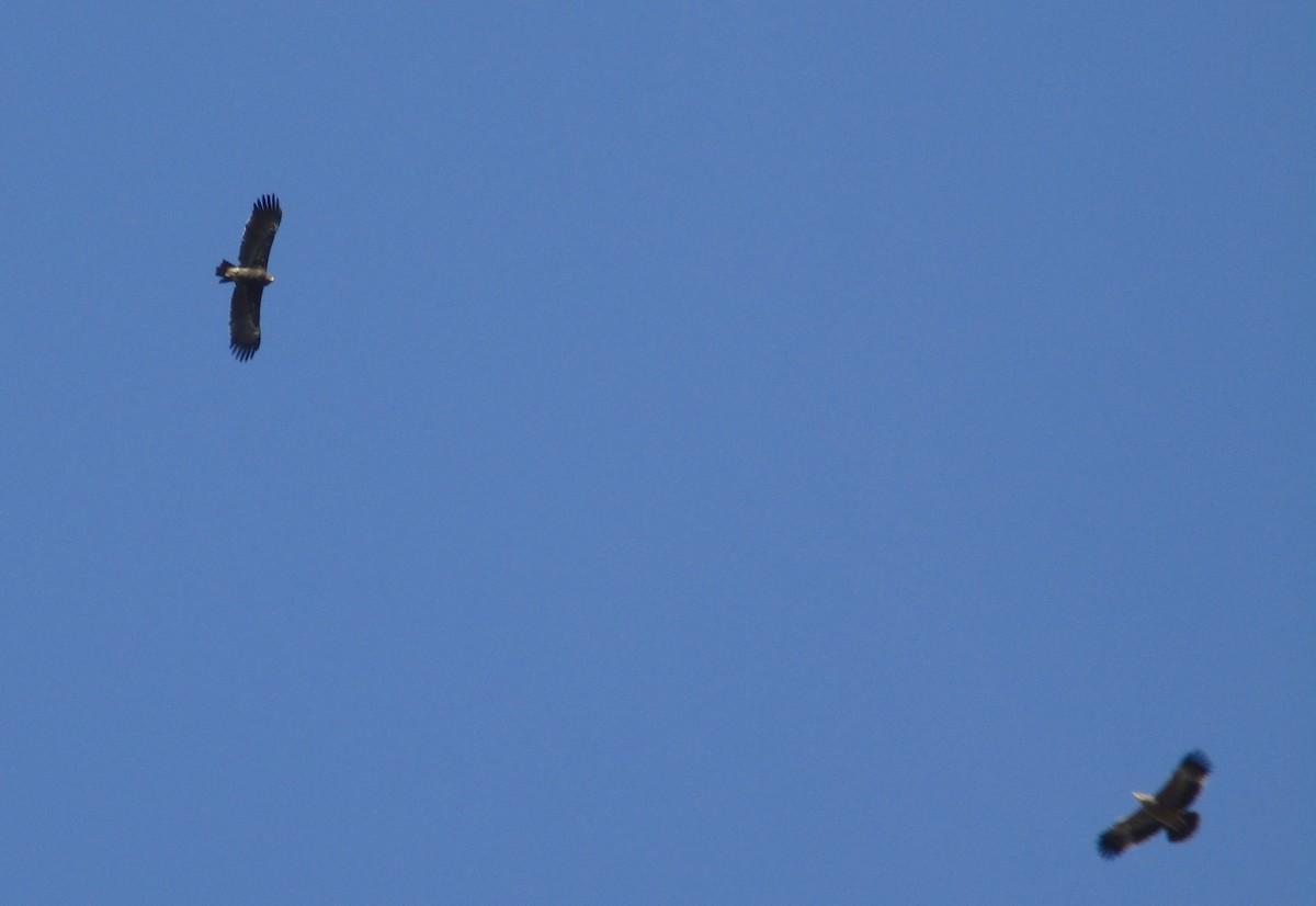 Greater Spotted Eagle - ML380655171