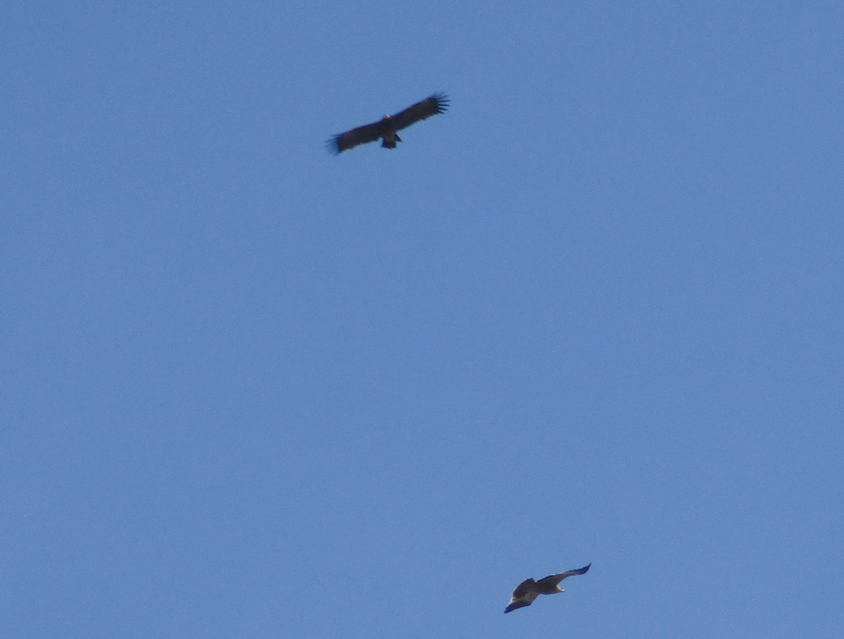 Greater Spotted Eagle - Tamas Zeke