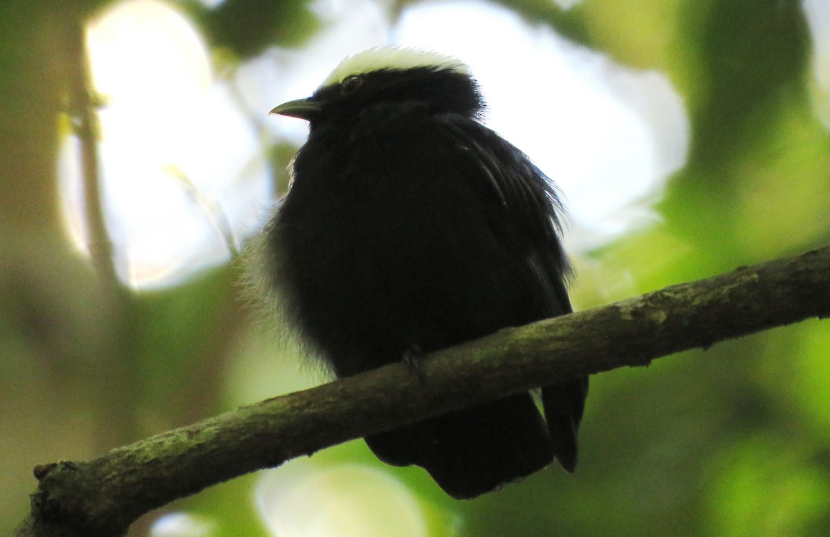 Manakin à tête blanche - ML38065601