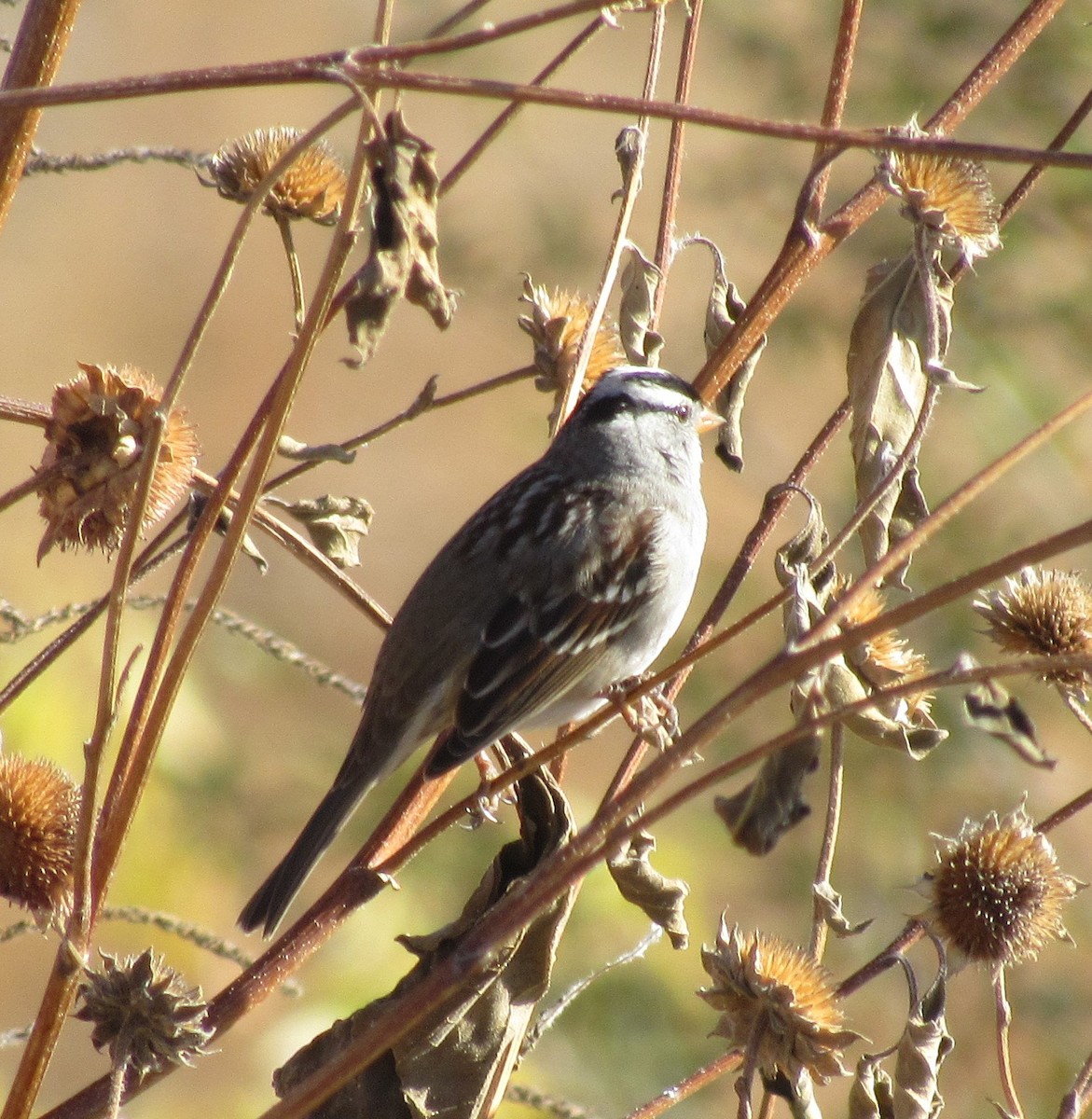 White-crowned Sparrow - ML380656081
