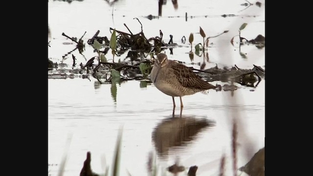 Long-billed Dowitcher - ML380656221