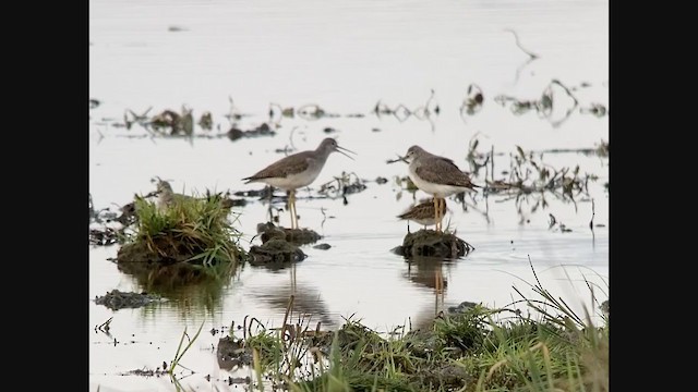 Calidris sp. (petit bécasseau sp.) - ML380657061