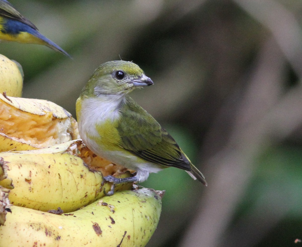 Yellow-throated Euphonia - Georges Duriaux