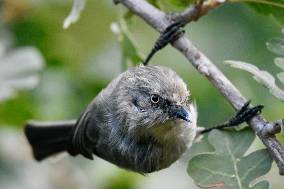 Bushtit - George Gibbs